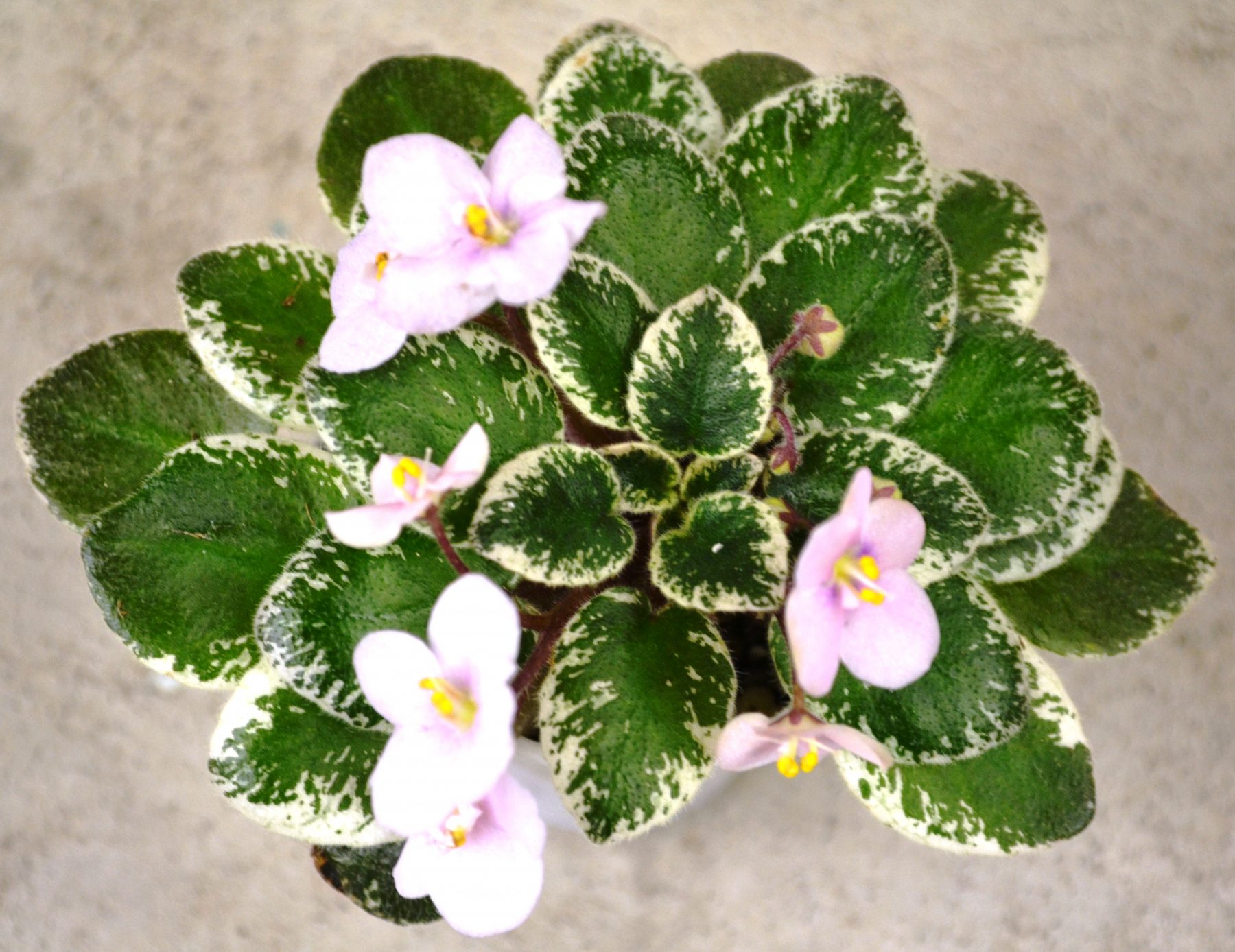 African Violet Show Plants How To Begin? Baby Violets