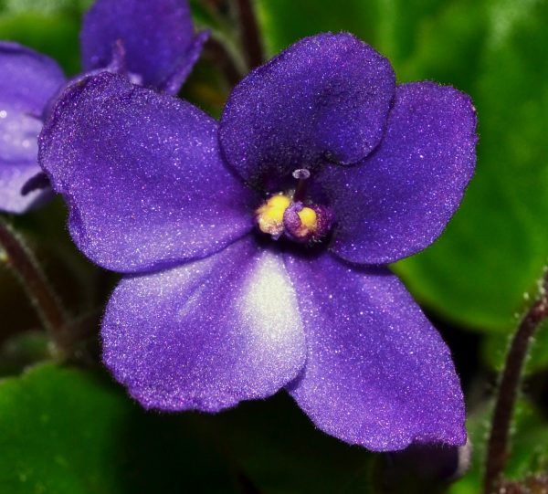 About – Baby Violets