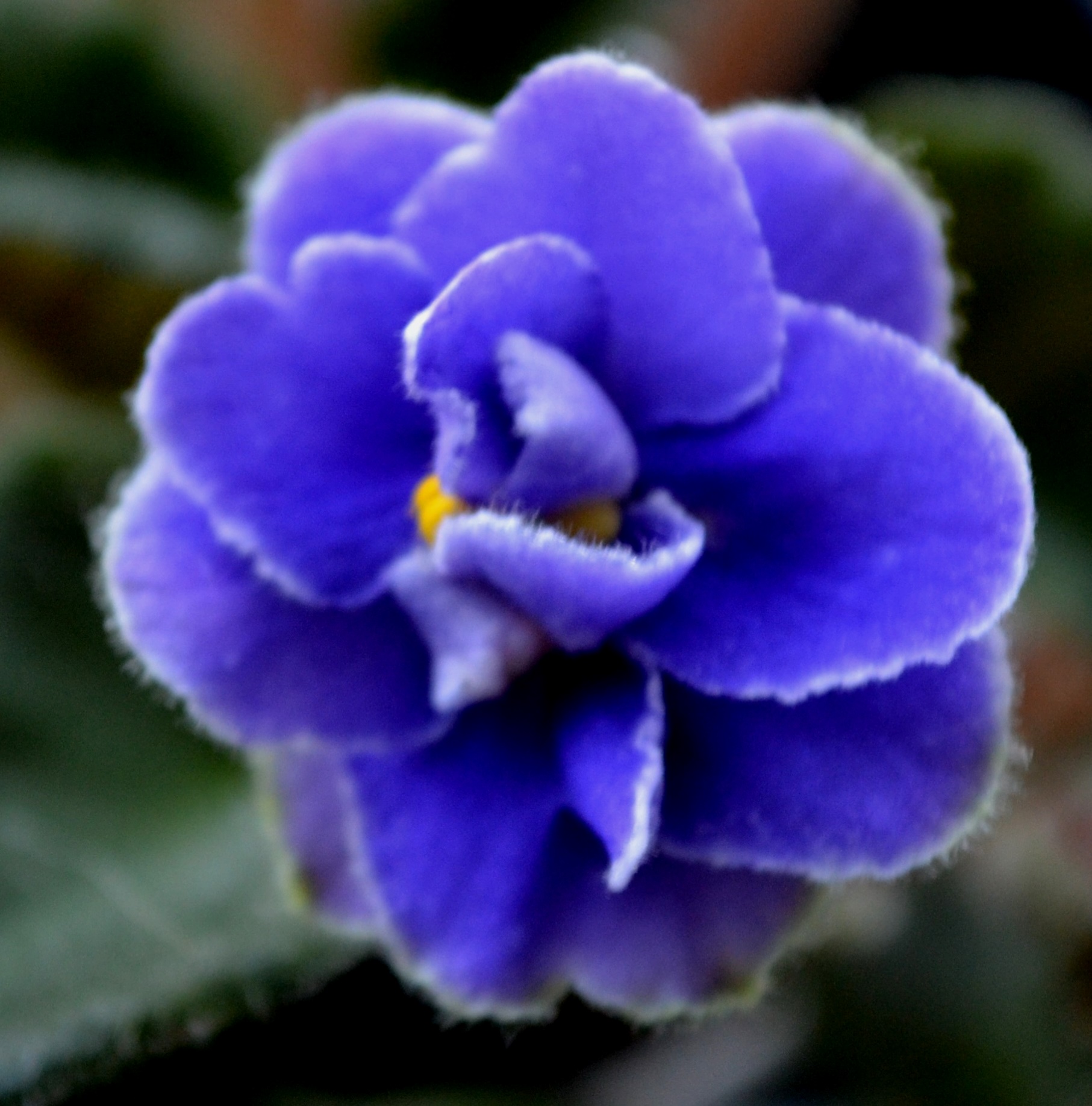 Anatomy Of African Violet Flowers And Leaves – Baby Violets