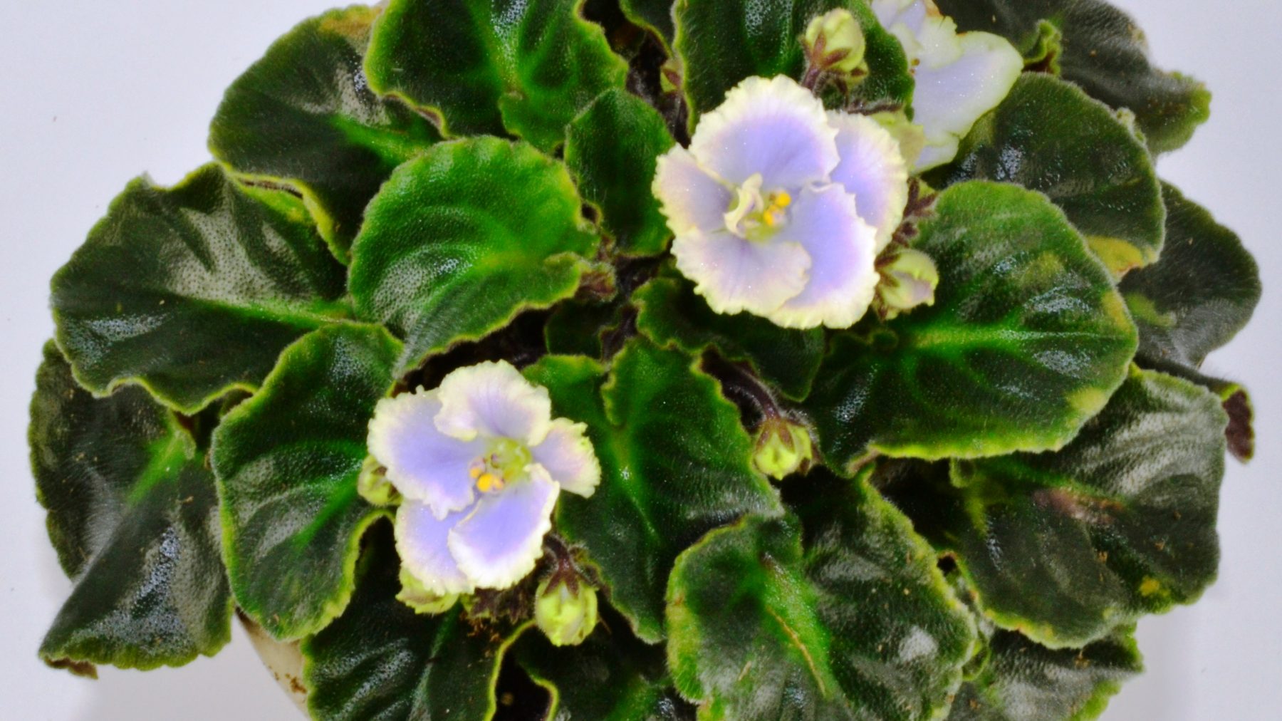 Yellow Leaves on African Violet Plants - Baby Violets