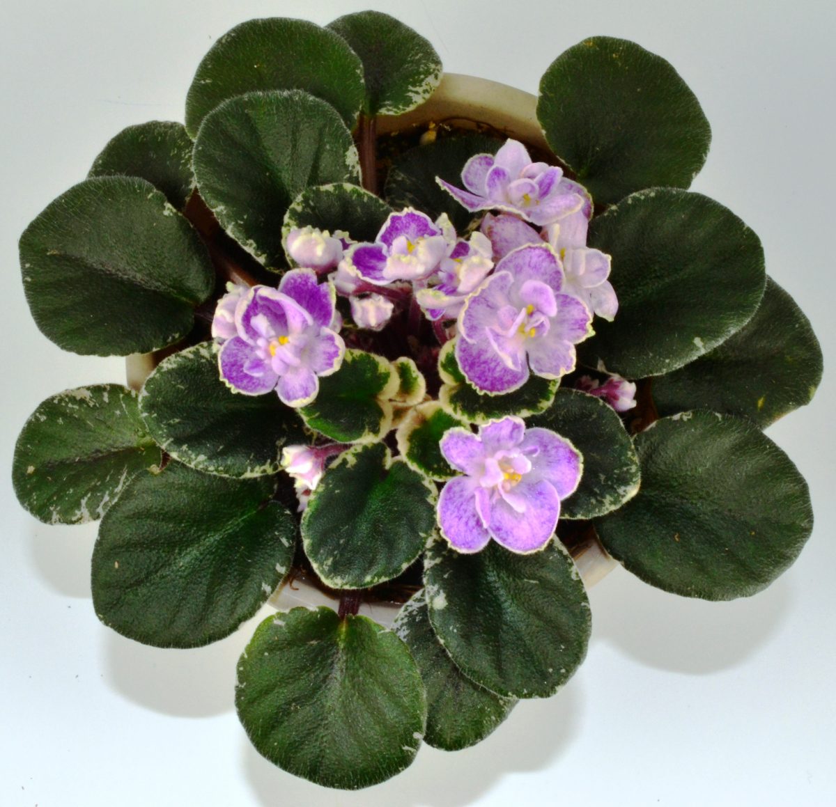 African Violet Show Plants: How To Begin? - Baby Violets