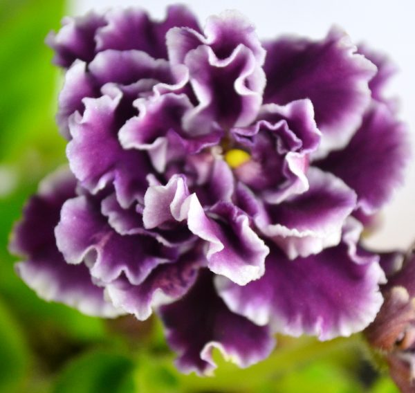 Anatomy Of African Violet Flowers And Leaves – Baby Violets