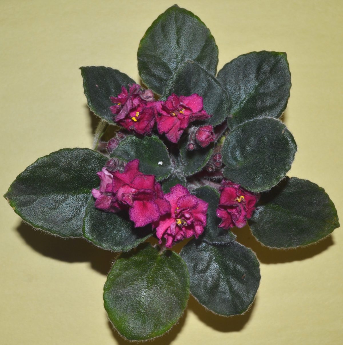 African Violet Show Plants: How To Begin? – Baby Violets