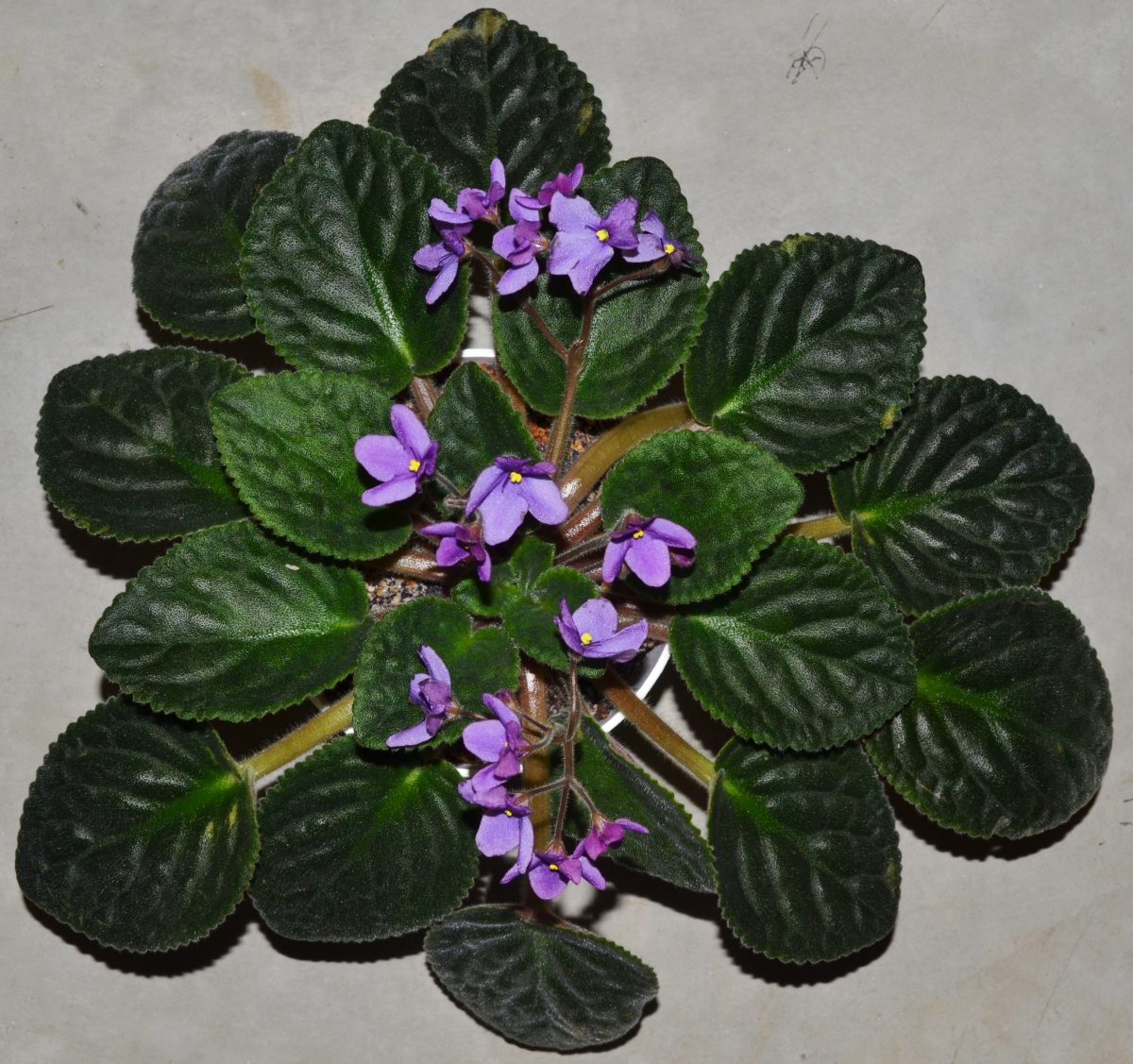 How to Bury and Re-Pot African Violet Bare Stems or Necks? – Baby Violets