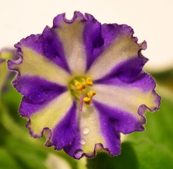 African Violet Chimera Flowers – Baby Violets