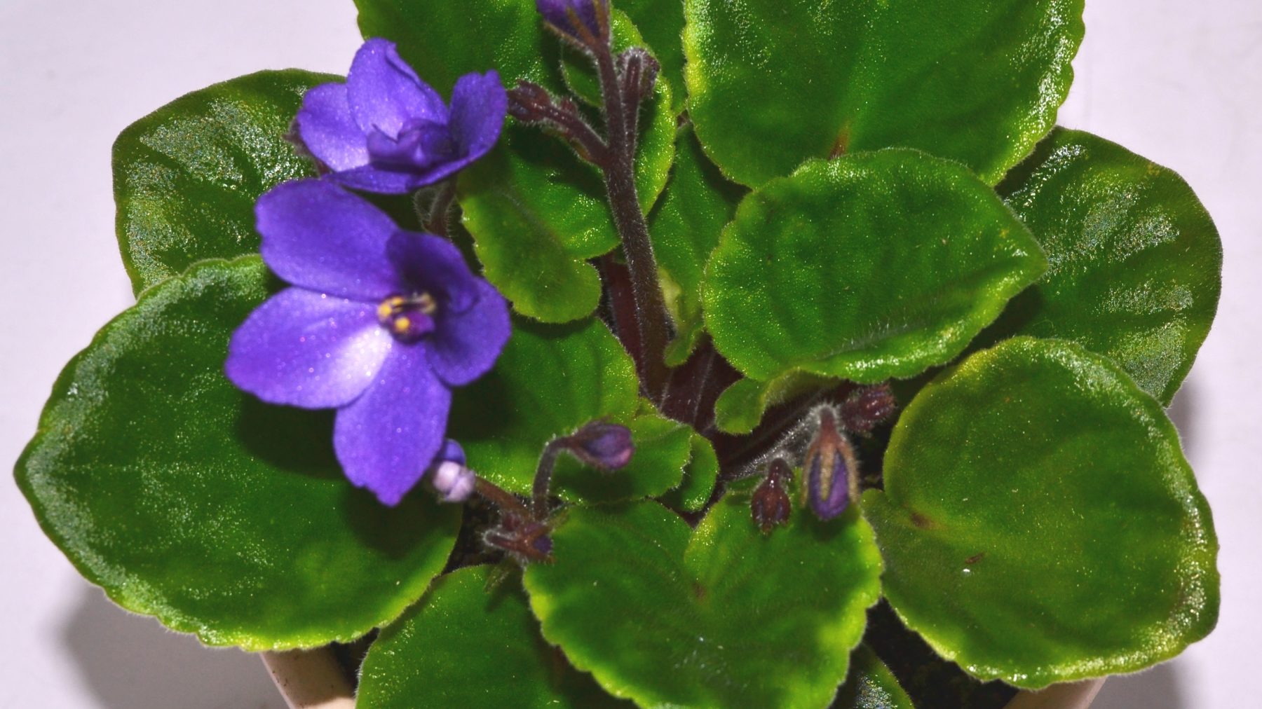 African Violet Show Plants How To Begin? Baby Violets