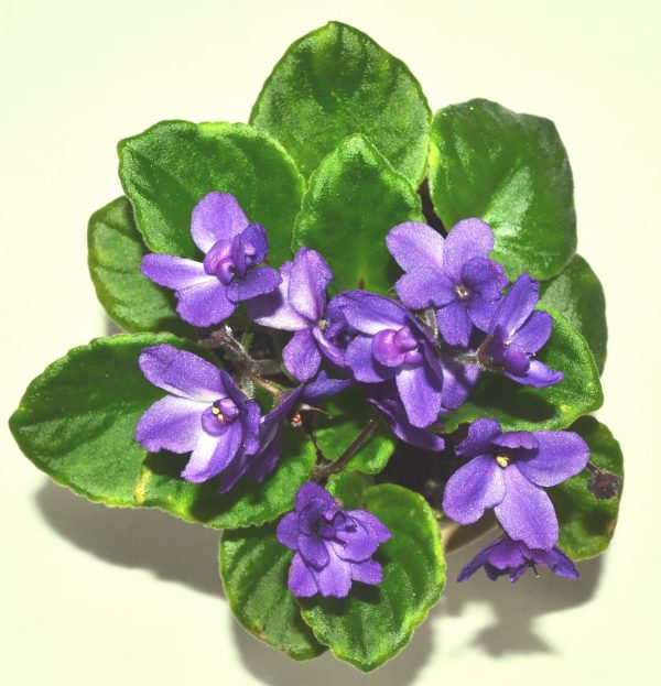 How To Groom African Violet Plants? – Baby Violets