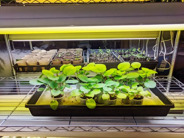 Artificial Lighting For African Violet Plants: Part I Fluorescent ...