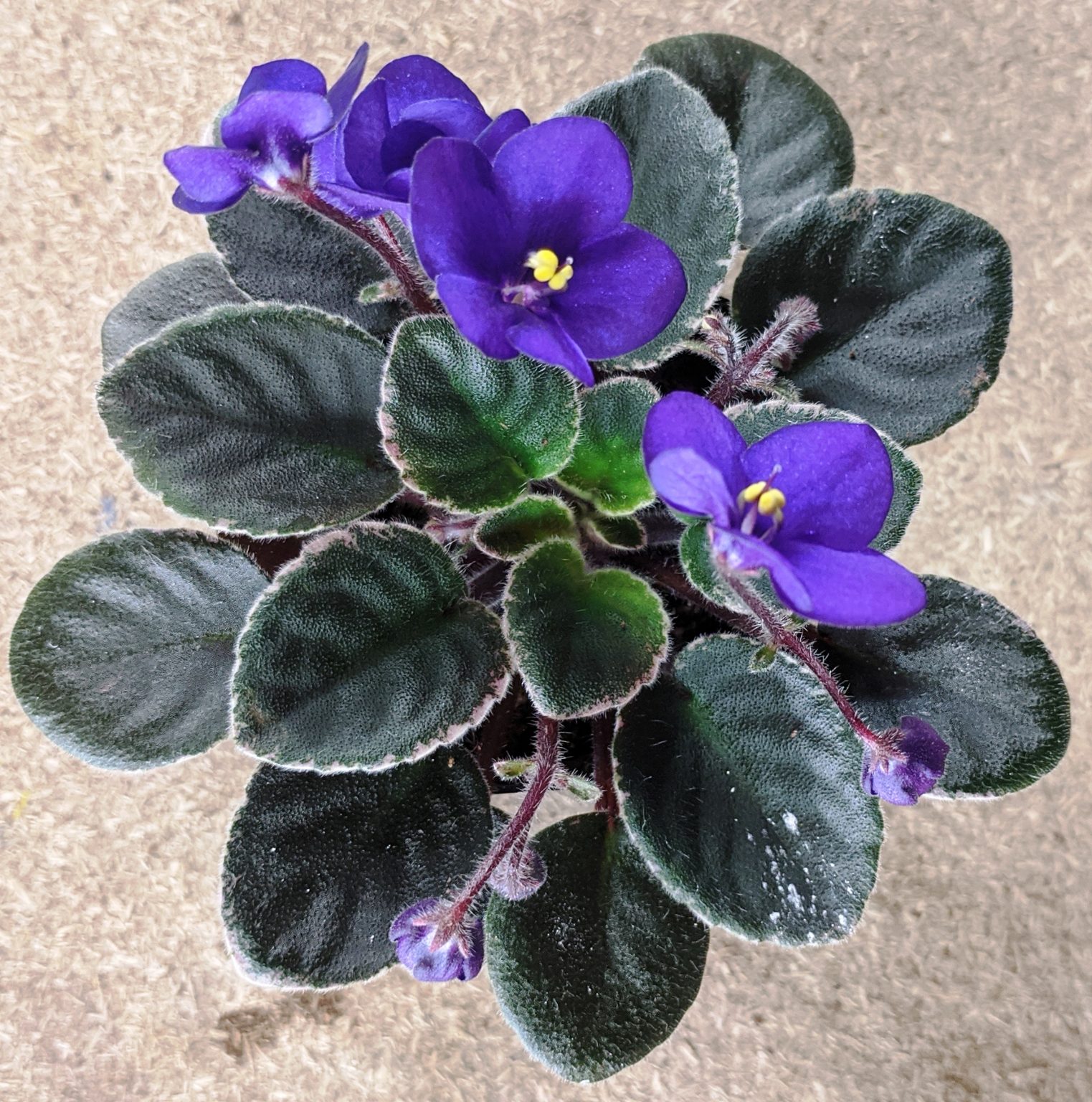 What To Do When Bringing Home A New African Violet Plant? – Baby Violets