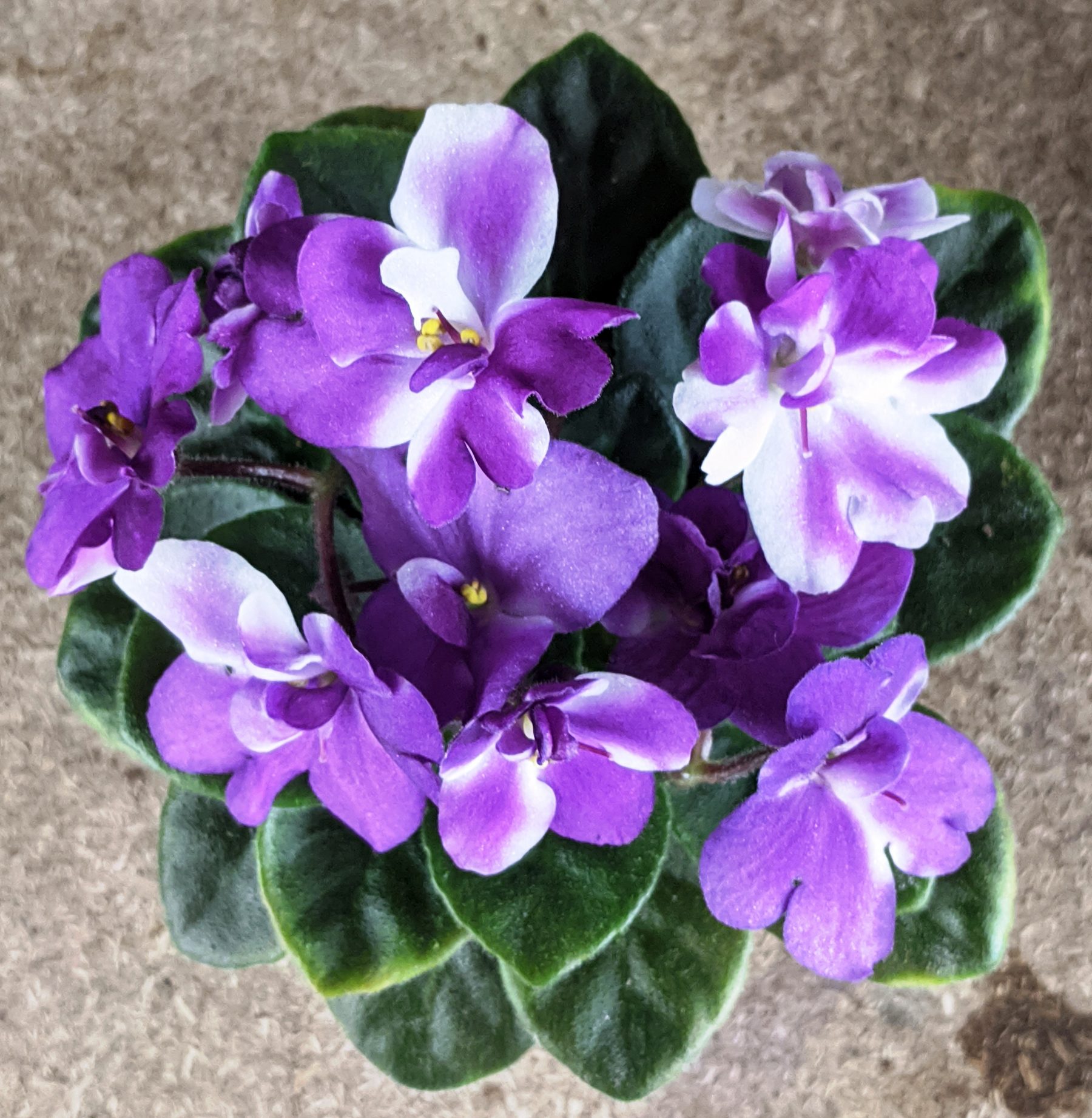 What To Do When Bringing Home A New African Violet Plant? – Baby Violets