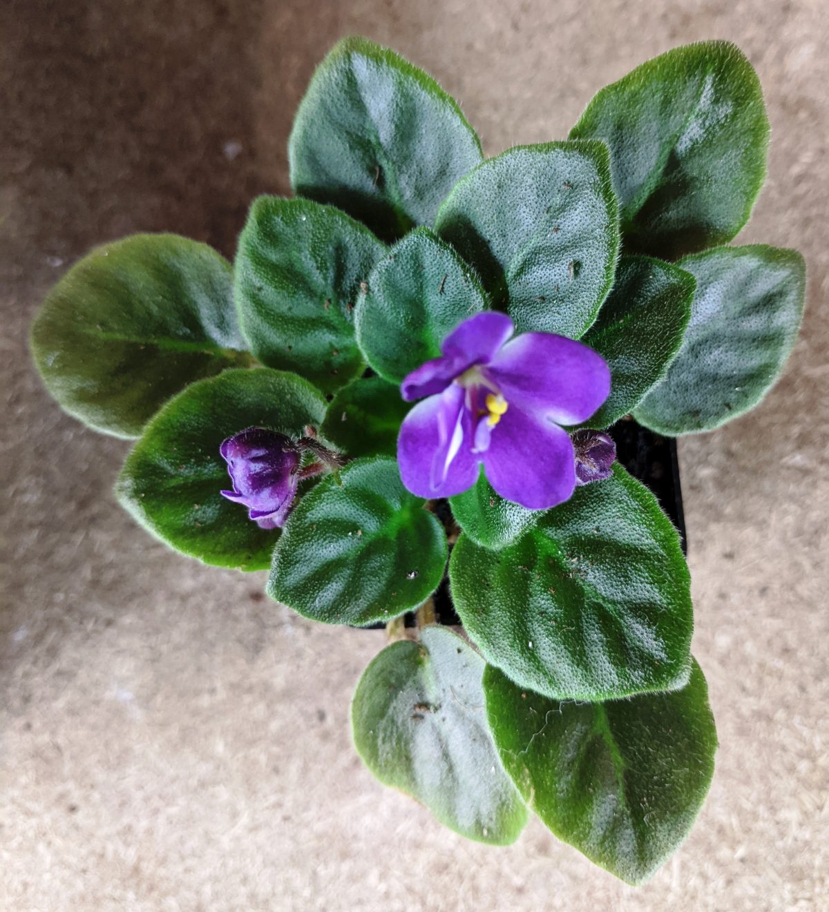 What To Do When Bringing Home A New African Violet Plant? – Baby Violets