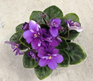 What Pot Size To Use For African Violet Plants? – Baby Violets