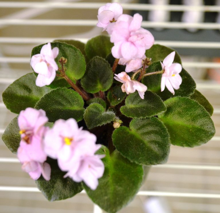 size matters choosing the right african violet plant for your landscape