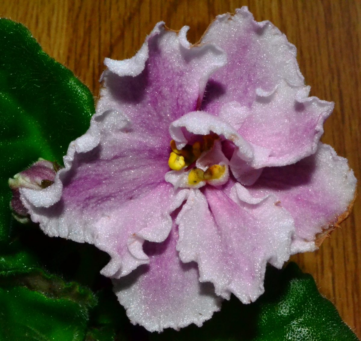 African Violet Sports: What Are They and How Do They Occur? – Baby Violets