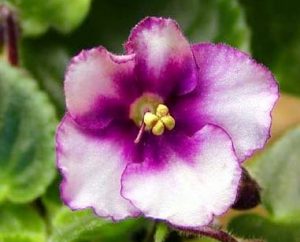 African Violet Sports: What Are They and How Do They Occur? – Baby Violets