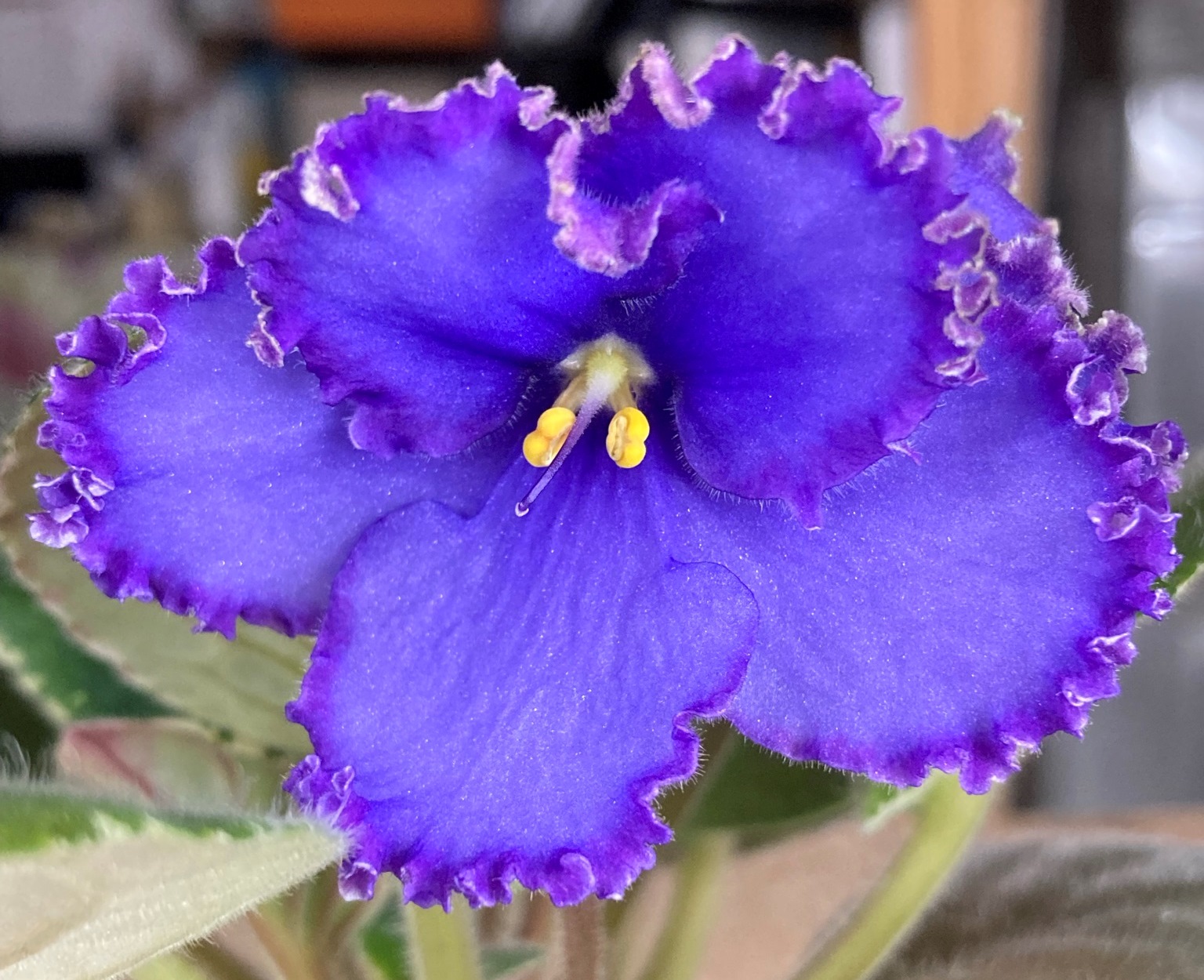 African Violet Plants – Baby Violets