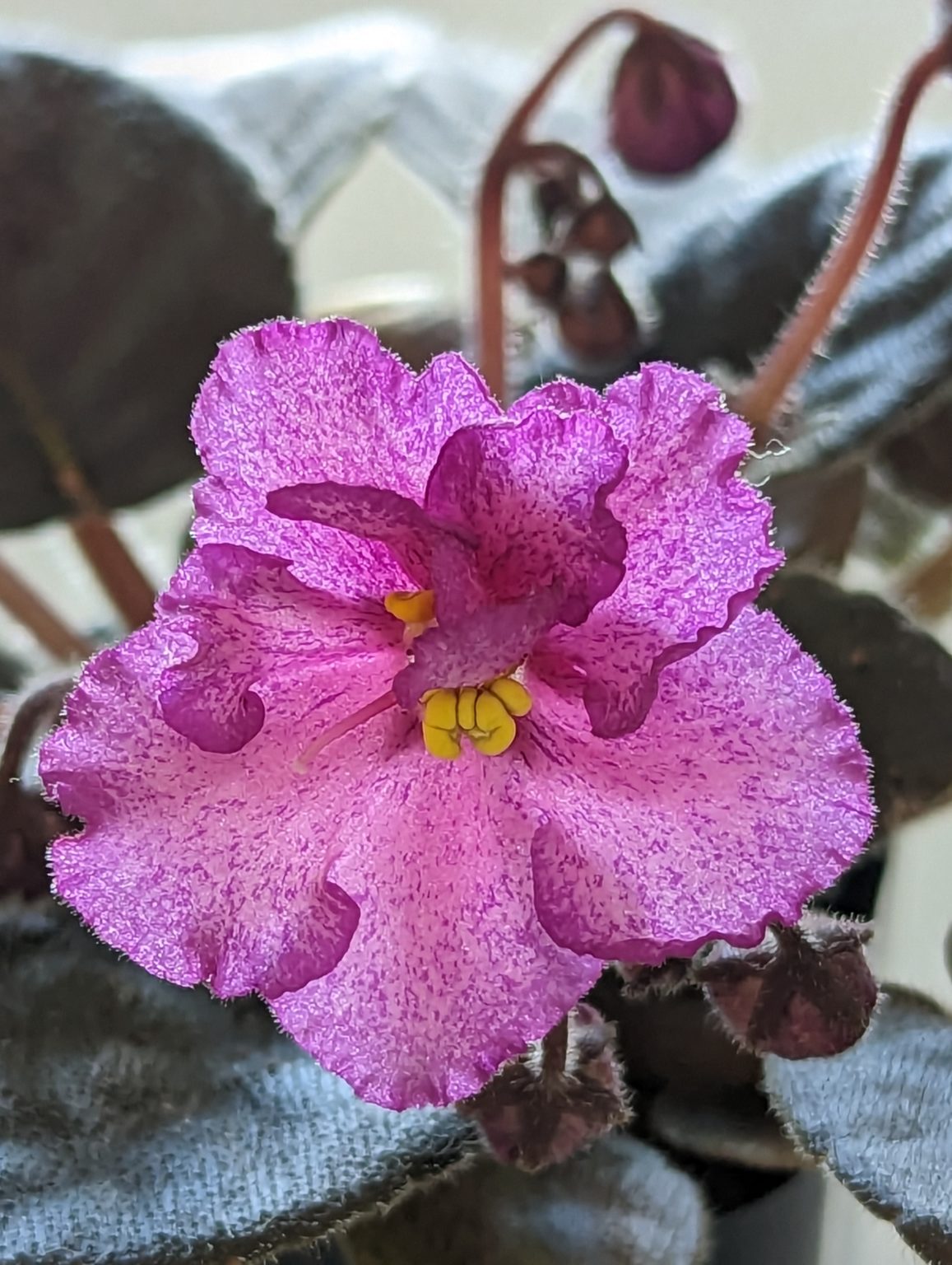 African Violet Plants – Baby Violets