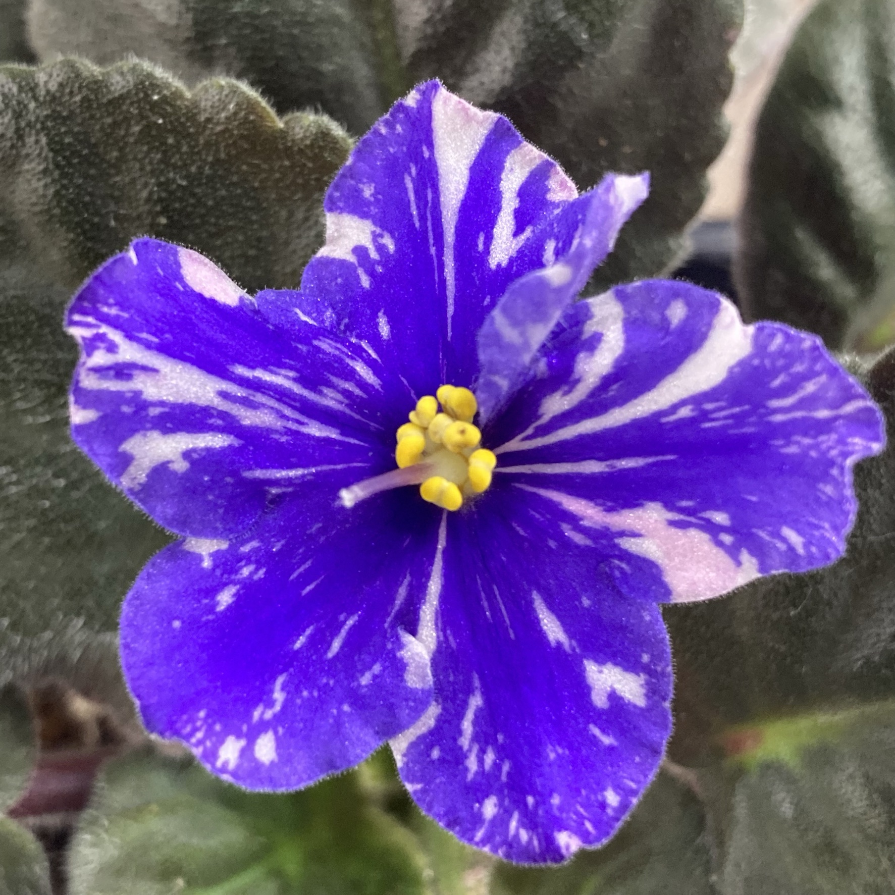 African Violet Plants - Baby Violets