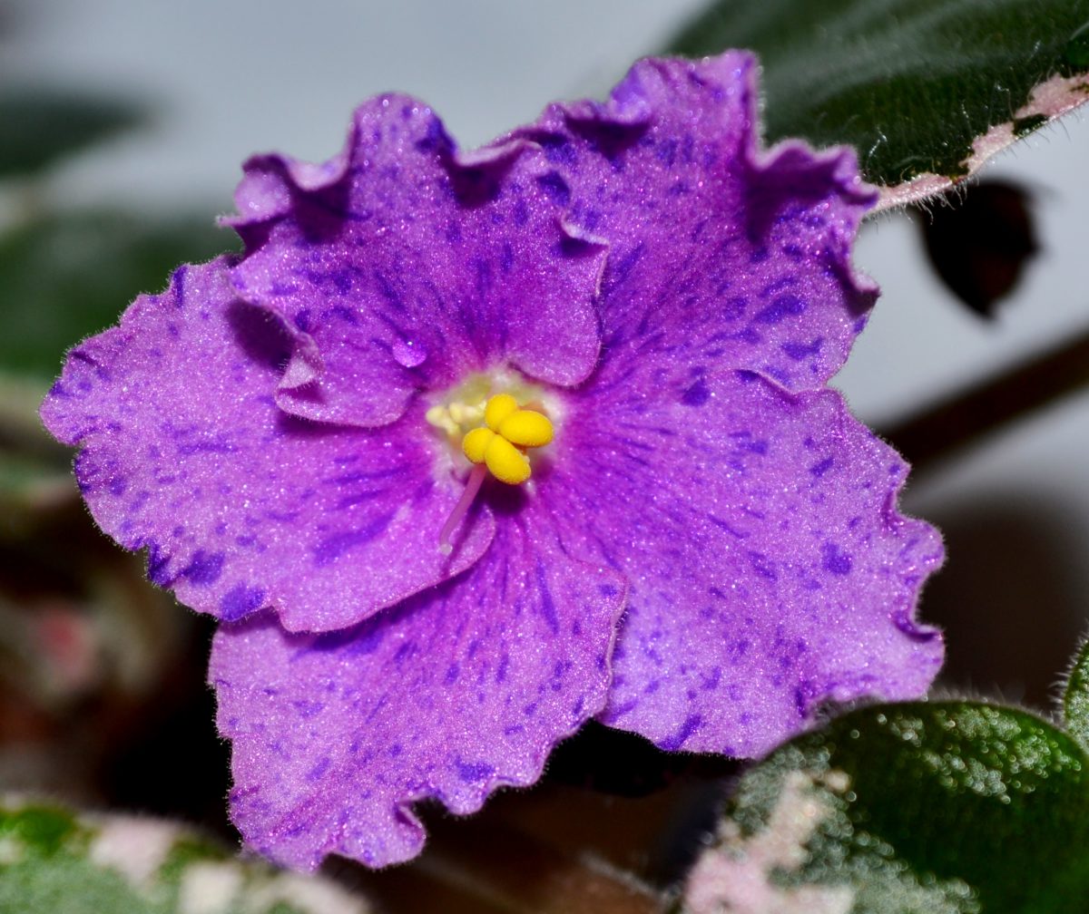 African Violet Plants - Baby Violets