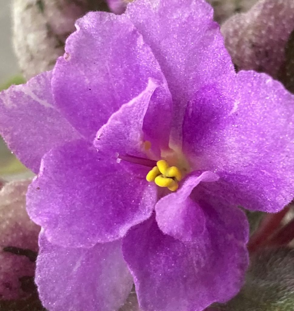 African Violet Plants – Baby Violets