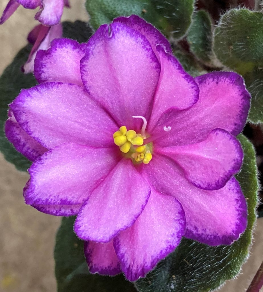 African Violet Plants – Baby Violets