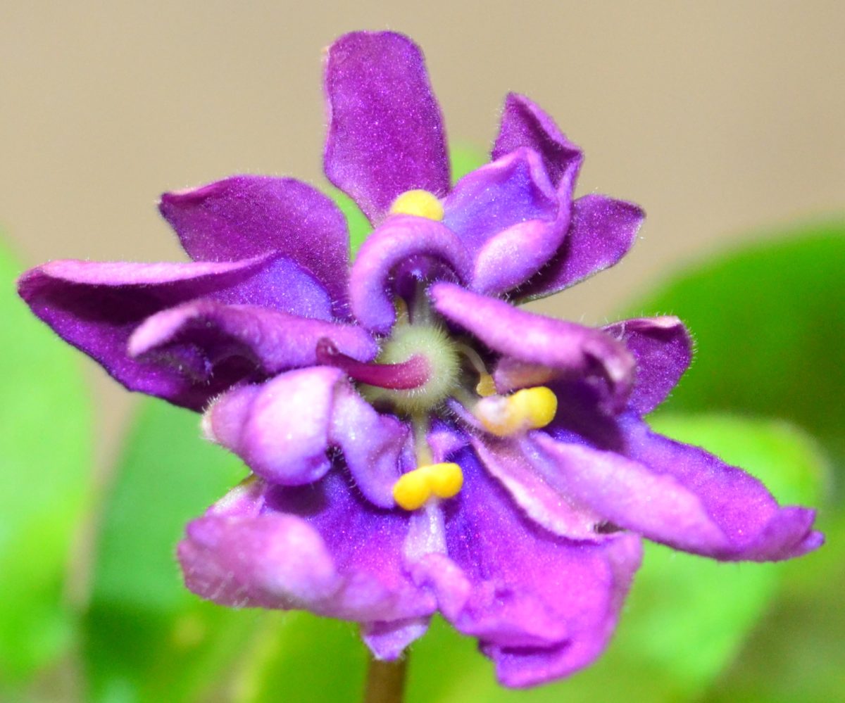 African Violet Plants – Baby Violets